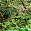 Plants: image 34 Of 208 Thumb